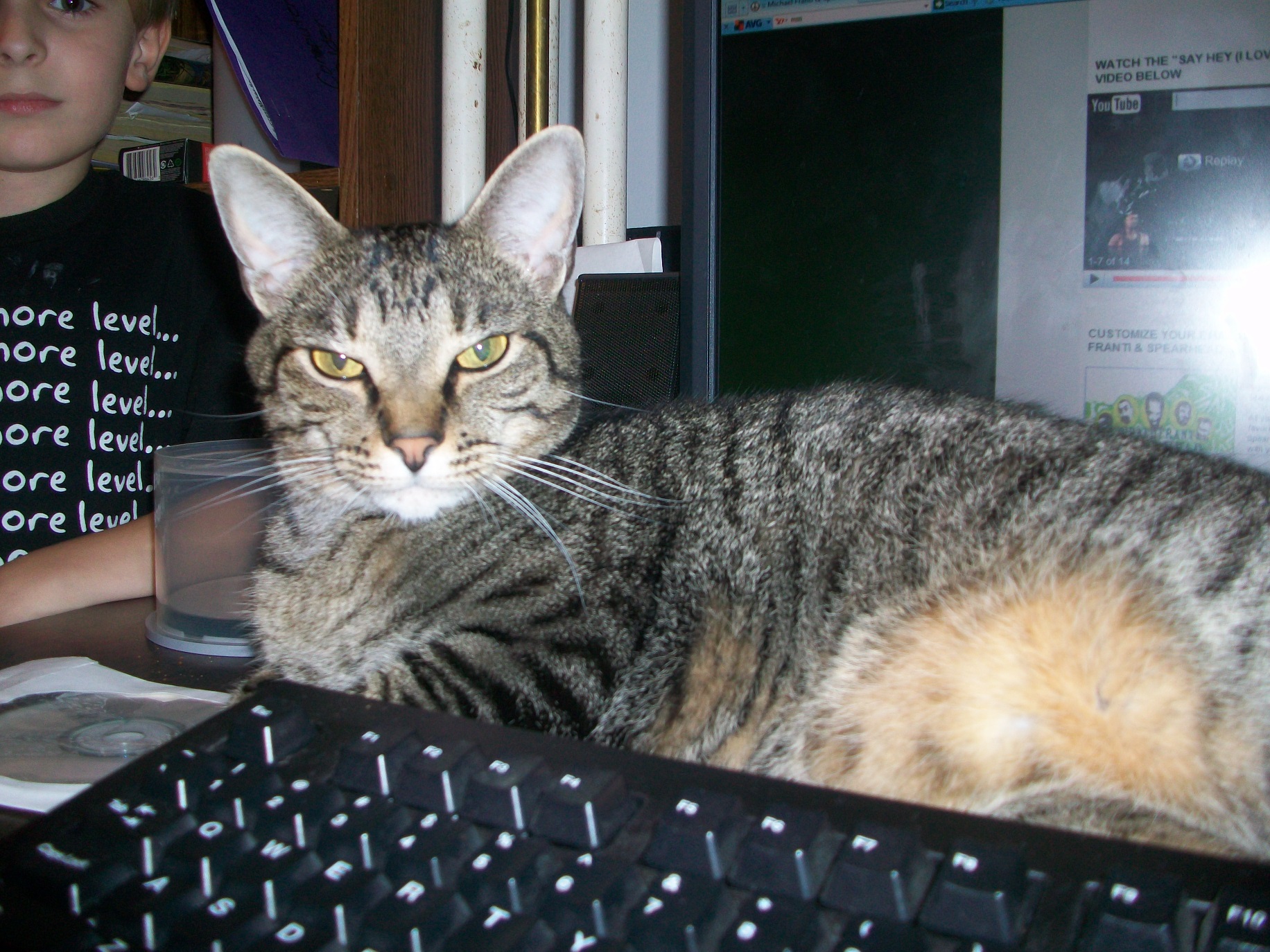 a photo of a beautiful tabby cat, sitting on a keyboard.