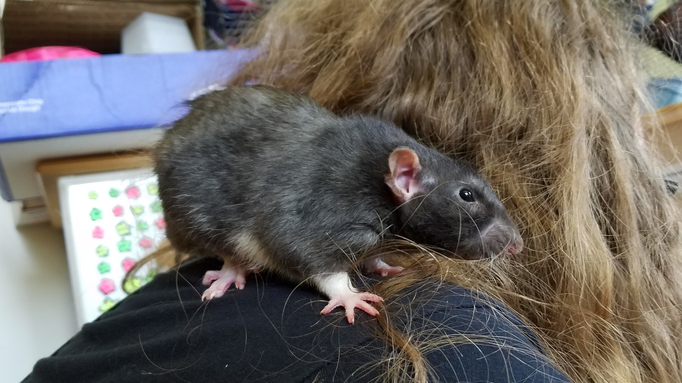 a rat on the shoulder of a woman with a big fluffy mess of hair