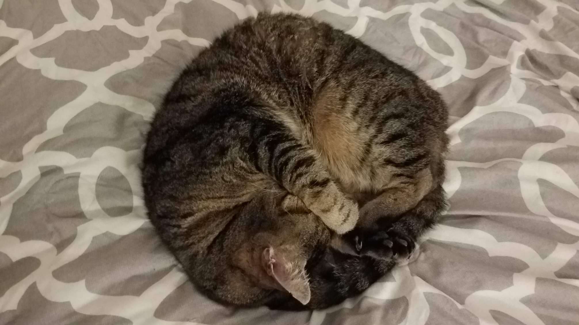 a photo of a stinky little cat, curled up in a nearly perfect circle